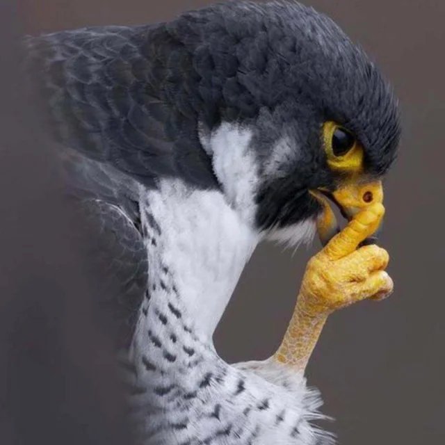 healwthanimals's tweet photo. Photographer captured a hawk that appears to be plotting something. https://t.co/TsFnocKVKN