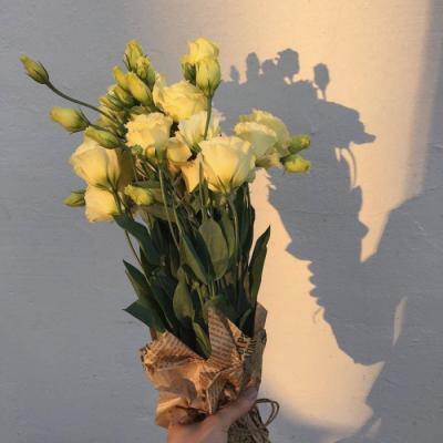 auracoinsov3's tweet photo. Shared a funny meme with my best friend and laughed together from afar. 🍄 👑 💐 https://t.co/8OJ5EmLDqk