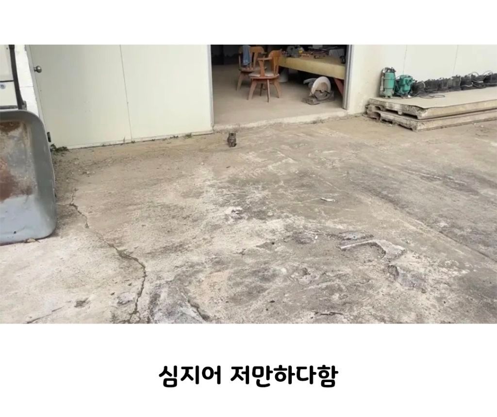 malrang_s_'s tweet photo. 이렇게 당돌한 놈은 처음이다 https://t.co/3NcItg8AO1