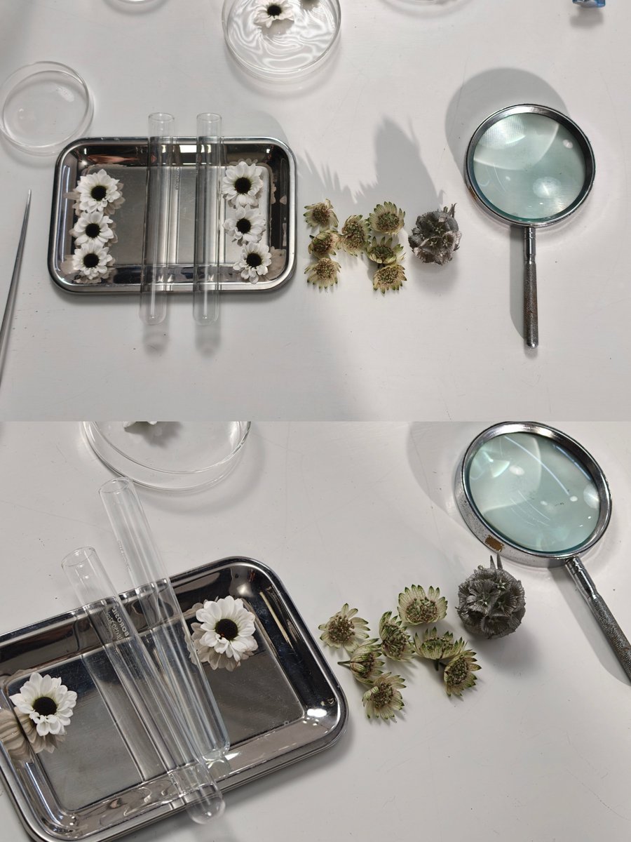 illimnt's tweet photo. 🔬🌼🧪🔍 #illimnt https://t.co/E6Zu31YiYN