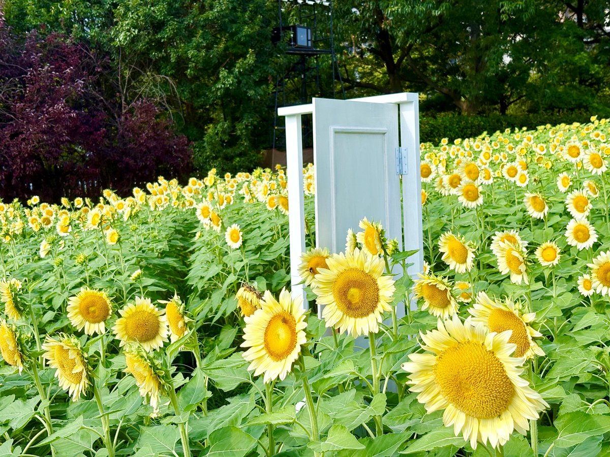 nagaib's tweet photo. 白いひまわり見頃を迎えています🌻🤍

日ごとに開花が進み、可憐な花を咲かせる白いひまわり。
 
夏の日差しを浴びながら、太陽に向かって元気いっぱい咲いています🌞

黄色のひまわりとはひと味違う、やさしく上品な魅力をぜひお楽しみください♪ https://t.co/IICT369kAJ