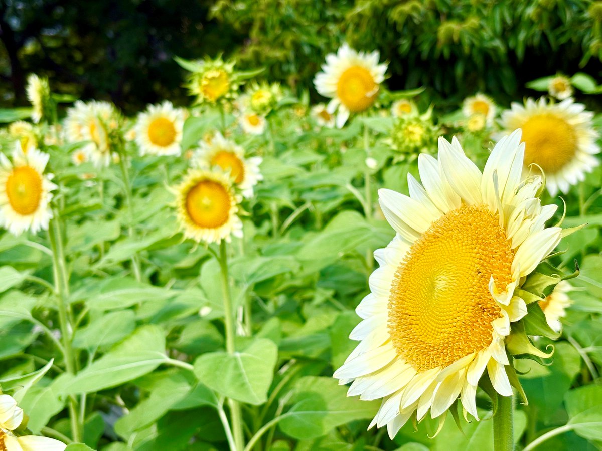nagaib's tweet photo. 白いひまわり見頃を迎えています🌻🤍

日ごとに開花が進み、可憐な花を咲かせる白いひまわり。
 
夏の日差しを浴びながら、太陽に向かって元気いっぱい咲いています🌞

黄色のひまわりとはひと味違う、やさしく上品な魅力をぜひお楽しみください♪ https://t.co/IICT369kAJ