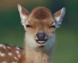 torencha's tweet photo. me when I lost 80% listening to KOLs https://t.co/4kK4zkXAsI