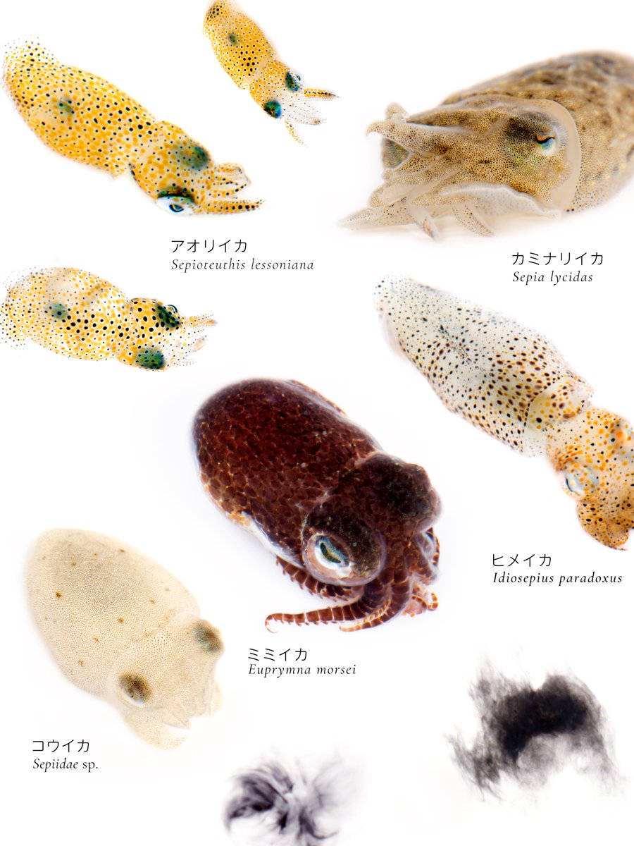K_theHermit's tweet photo. いか幼稚園はこれくらい自由だといいな🦑

#8月2日はイカの日  #稚イカわ https://t.co/K0rj66l0DY