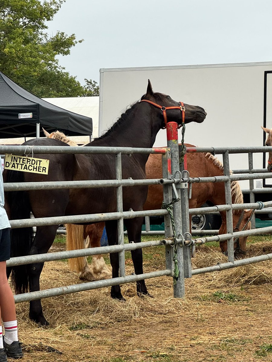 FBB_Officiel's tweet photo. Intervention de la FBB à la Foire de Garris : 9 équidés sauvés !

Nos équipes se sont rendues sur place avec un objectif clair : témoigner… et sauver.

Ce que nous avons découvert est révoltant : des animaux blessés, des coups de bâton, des conditions de détention inadaptées et une souffrance encore bien présente. Beaucoup de mères étaient présentes avec leurs petits, dans un contexte particulièrement préoccupant.

Malgré un terrain difficile, une tension palpable et des conditions d'intervention complexes, nous avons réussi à mettre 9 équidés à l'abri.

Tous avaient besoin d'aide. Immédiatement.

Mais cette mission met aussi en lumière une réalité préoccupante :

•⁠  ⁠La pression est palpable, les maquignons semblent plus suspicieux et tendus.
•⁠  ⁠Les chevaux entassés dans les boxes se bousculent, créant une véritable insécurité, tant pour les animaux que pour les participants, en raison d'une organisation qui ne garantit pas des conditions satisfaisantes.
•⁠  ⁠Des contrôles annoncés modifient certaines pratiques de ces foires… sans pour autant faire disparaître la souffrance animale.

Aujourd'hui, ils sont en sécurité au sein de l'arche de BB et vont recevoir tous les soins nécessaires.

Merci à toutes les personnes qui rendent ces interventions possibles. Chaque don compte, chaque partage nous aide à poursuivre ces sauvetages.

Nous vous donnerons très vite des nouvelles de chacun d'eux…