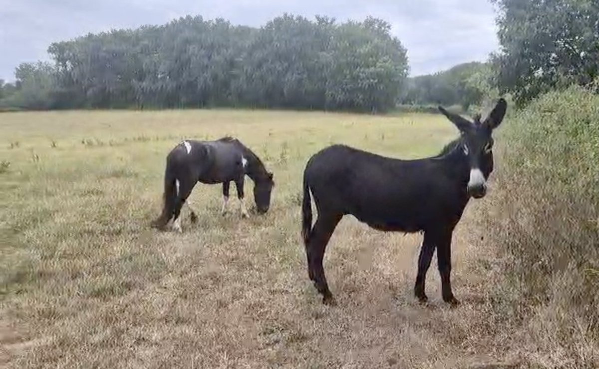 FBB_Officiel's tweet photo. Intervention de la FBB à la Foire de Garris : 9 équidés sauvés !

Nos équipes se sont rendues sur place avec un objectif clair : témoigner… et sauver.

Ce que nous avons découvert est révoltant : des animaux blessés, des coups de bâton, des conditions de détention inadaptées et une souffrance encore bien présente. Beaucoup de mères étaient présentes avec leurs petits, dans un contexte particulièrement préoccupant.

Malgré un terrain difficile, une tension palpable et des conditions d'intervention complexes, nous avons réussi à mettre 9 équidés à l'abri.

Tous avaient besoin d'aide. Immédiatement.

Mais cette mission met aussi en lumière une réalité préoccupante :

•⁠  ⁠La pression est palpable, les maquignons semblent plus suspicieux et tendus.
•⁠  ⁠Les chevaux entassés dans les boxes se bousculent, créant une véritable insécurité, tant pour les animaux que pour les participants, en raison d'une organisation qui ne garantit pas des conditions satisfaisantes.
•⁠  ⁠Des contrôles annoncés modifient certaines pratiques de ces foires… sans pour autant faire disparaître la souffrance animale.

Aujourd'hui, ils sont en sécurité au sein de l'arche de BB et vont recevoir tous les soins nécessaires.

Merci à toutes les personnes qui rendent ces interventions possibles. Chaque don compte, chaque partage nous aide à poursuivre ces sauvetages.

Nous vous donnerons très vite des nouvelles de chacun d'eux…