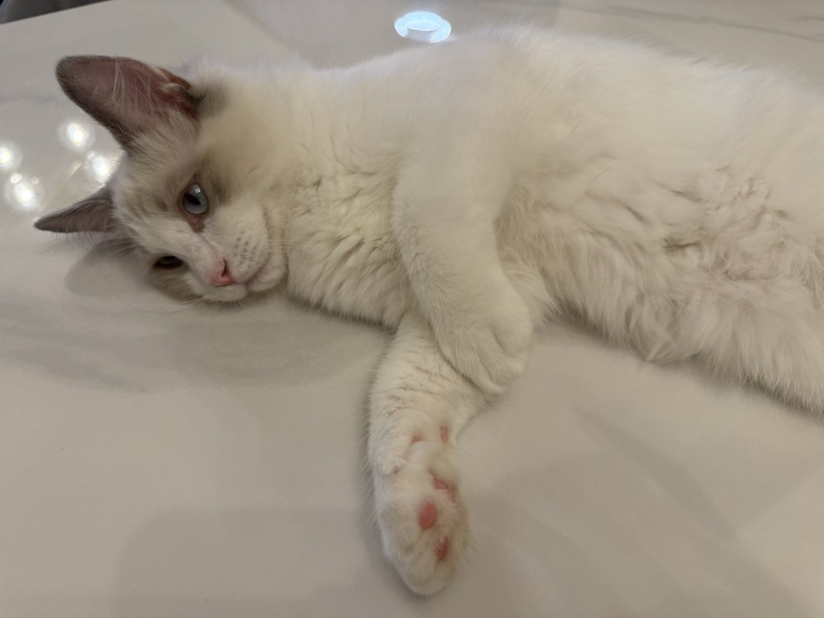_o0_0301's tweet photo. フォロー上限来てしまったので、うちの猫を見せます🥹 https://t.co/fOh4QI3GL9