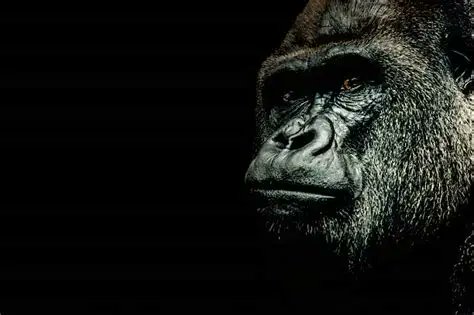gorillatourbook tweet picture