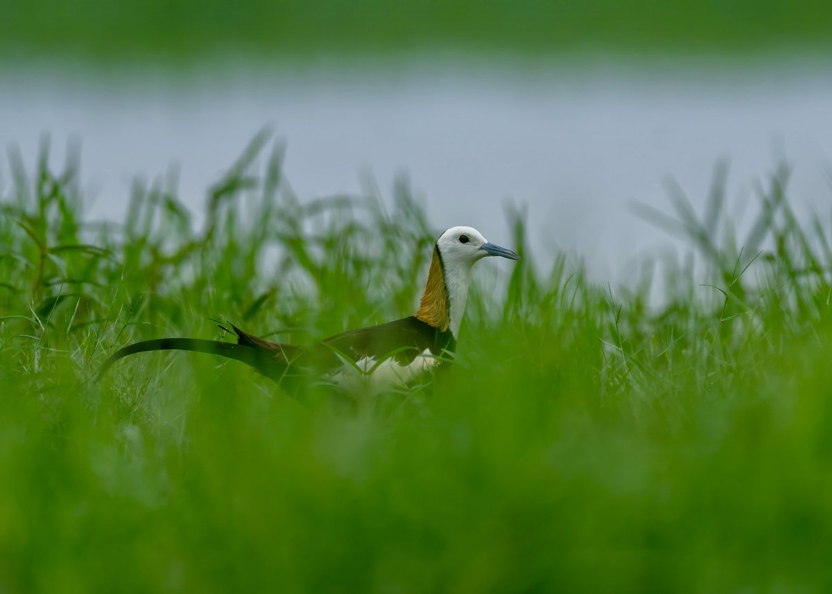 mrdeepaksahu's tweet photo. A glimpse is often more powerful than a full reveal.

1. Spot Billed Pelican
2. Purple Heron
3. Pheasant tailed Jacana

Mangalajodi, Odisha

#birds #wildlife #createwithsony #sonyalphain
@NatGeoIndia @SonyAlpha https://t.co/NJS2pjFFRO