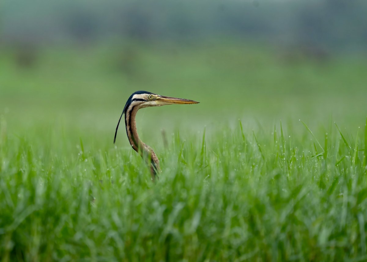 mrdeepaksahu's tweet photo. A glimpse is often more powerful than a full reveal.

1. Spot Billed Pelican
2. Purple Heron
3. Pheasant tailed Jacana

Mangalajodi, Odisha

#birds #wildlife #createwithsony #sonyalphain
@NatGeoIndia @SonyAlpha https://t.co/NJS2pjFFRO