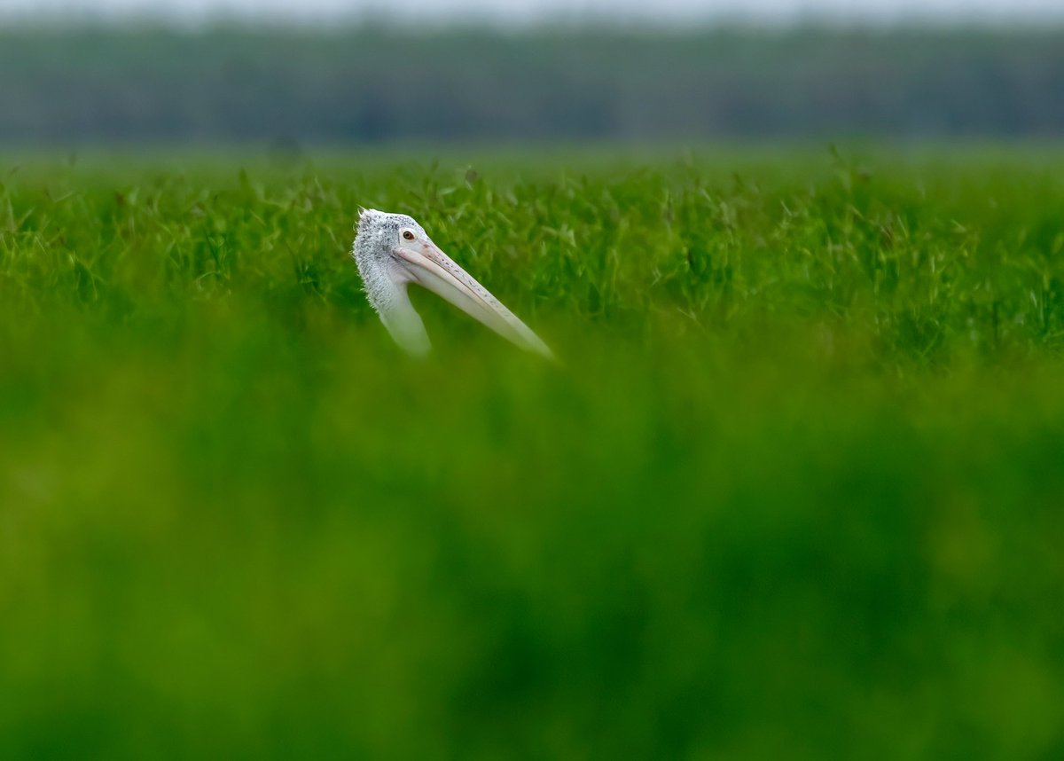 mrdeepaksahu's tweet photo. A glimpse is often more powerful than a full reveal.

1. Spot Billed Pelican
2. Purple Heron
3. Pheasant tailed Jacana

Mangalajodi, Odisha

#birds #wildlife #createwithsony #sonyalphain
@NatGeoIndia @SonyAlpha https://t.co/NJS2pjFFRO