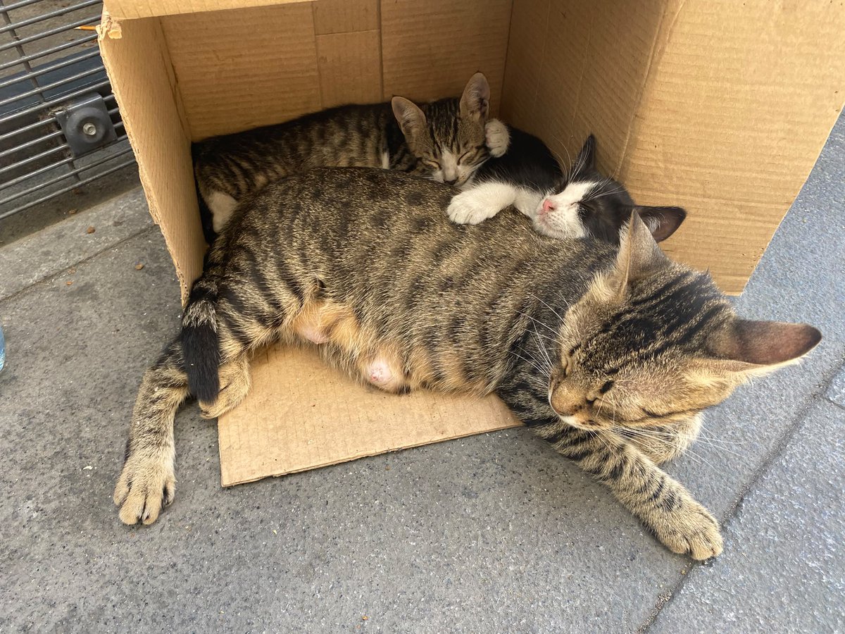 cattingwoman's tweet photo. Şişli’de bir hastanenin önündelermiş
araba çarpma riski varmış
bebeklere yuva anneyü de bir gönüllü kısırlaştırıp yerine bırakır mı https://t.co/PCjlL2o3qf