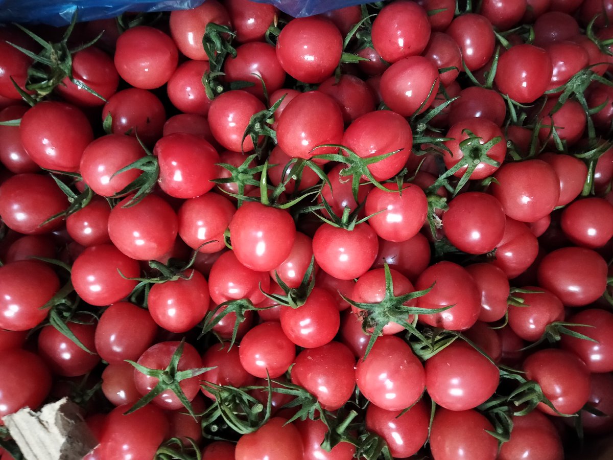vlagerev's tweet photo. Just grabbed fresh basil, ripe cherry tomatoes, and creamy mozzarella for a quick summer caprese salad! Perfect weeknight pick-me-up. https://t.co/qcyXwEr4wT