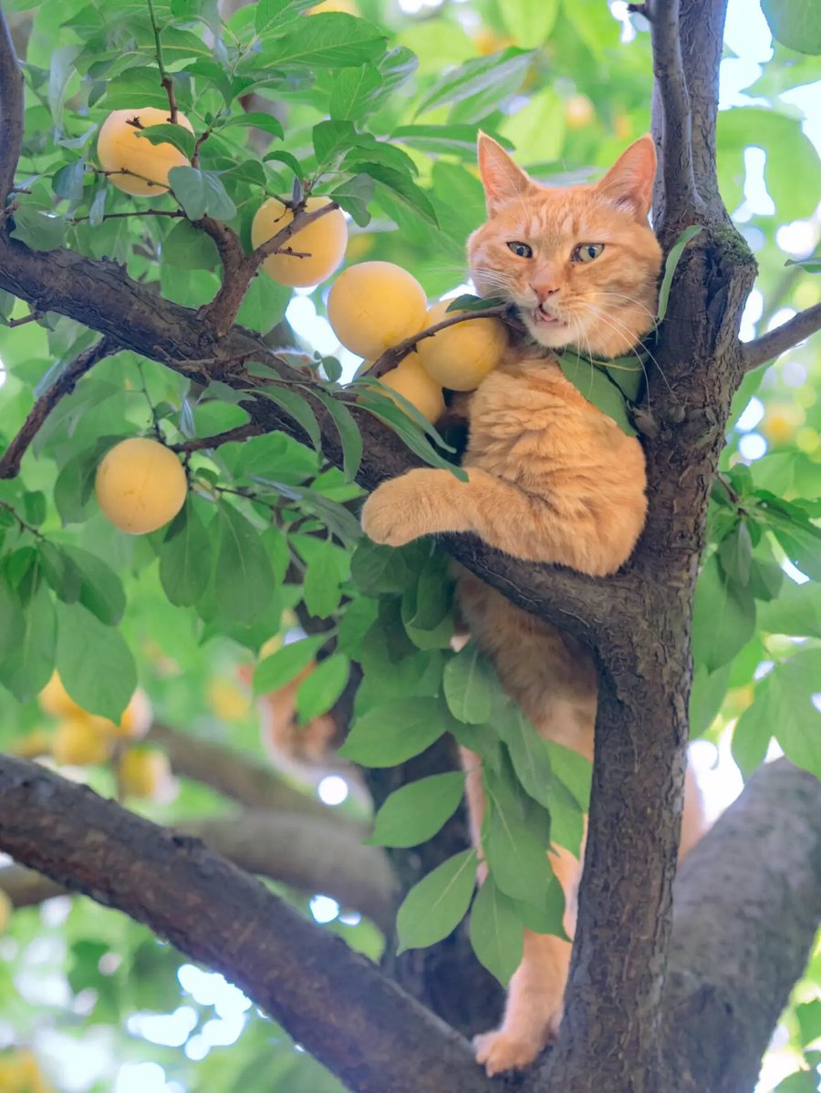 tepki_tr's tweet photo. Ağaca tırmanıp erikleri yiyen kedinin fotoğrafı, görenlerin yüzünü güldürdü. https://t.co/sqci4JWyyl