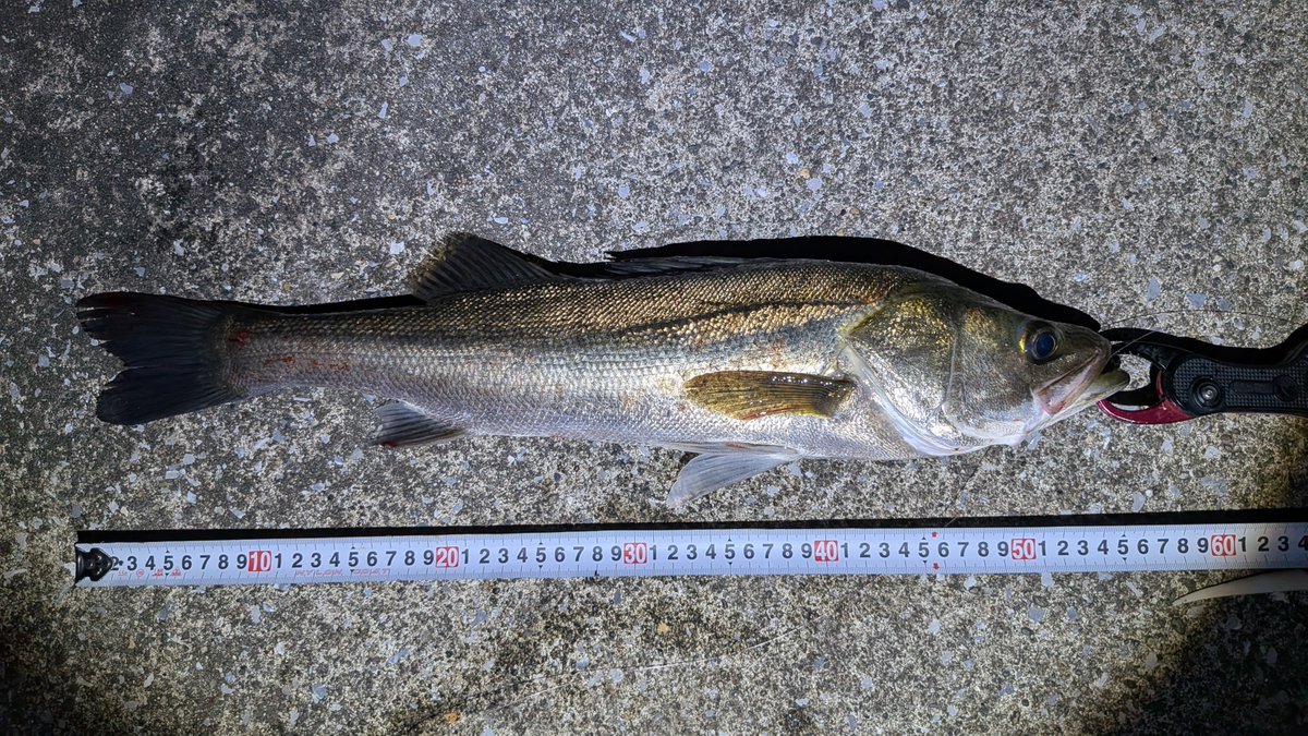 nagaya_pta's tweet photo. シーバス55cm57cm🐟🐟
蒸し暑かったから1時間でギブアップ💦 https://t.co/eAc31ic7Ml