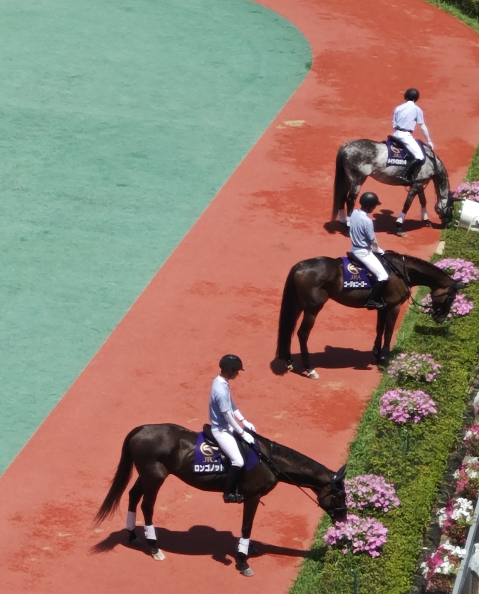 n_ksr's tweet photo. 中京競馬場の誘導馬ちゃんたちのランチタイム？！
ベテランのメイケイカガヤキ号が1番もぐもぐしてた気がする😂 https://t.co/ezWxzAiwvG