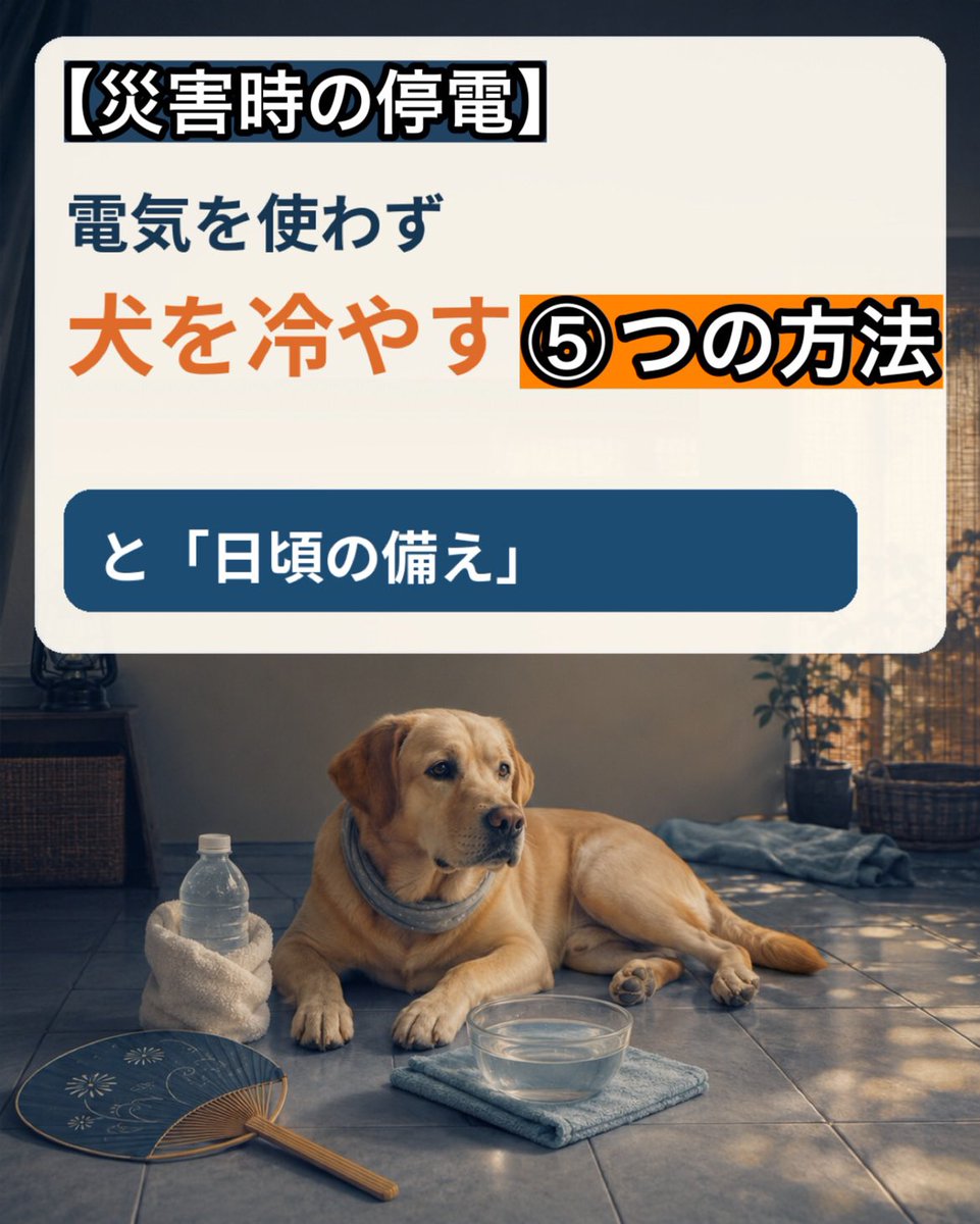 macha_daichi's tweet photo. 【災害時の停電】
電気を使わず犬を冷やす⑤つの方法と
「日頃の備え」

を書き始めたら、
3000文字以上になってしまったので💦
ご興味のある飼い主さんは、
お時間のある時にでも、
下記のインスタのスライドと本文を読んでみてください🙇
👇
https://t.co/wTQe36xqPP https://t.co/PjXvJKs4Ma