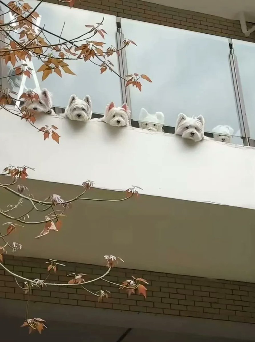 terafabXai's tweet photo. 매일 아침 5분 일찍 출근하는 이유
그냥 다른 사람의 개들을 보고 싶을 뿐. 🥲🐶 https://t.co/anVl4lhBRE