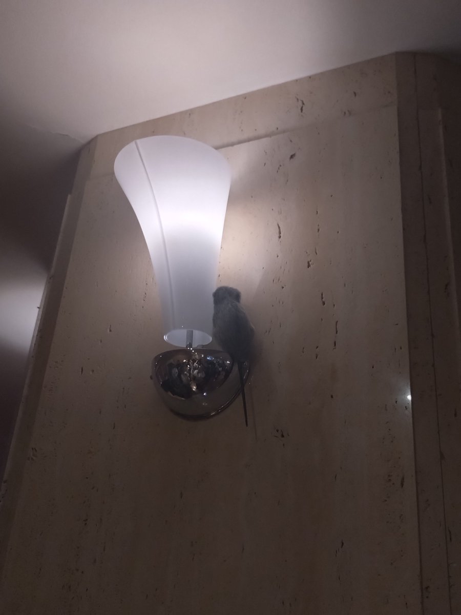 nemco8823's tweet photo. ＃チェンステ 楽しかったーー！
映画を見た時にこれをどうやって舞台でやるのか気になってたけど、アクションの迫力もデンジとレゼのやり取りもそのまま表現しててすごかった！
あの途中で差し込まれるチェンステのロゴが効いてて好きなんだよな。
アキくんと天使の悪魔のシーンが一番ドキドキした笑 https://t.co/kmvePW2OKL