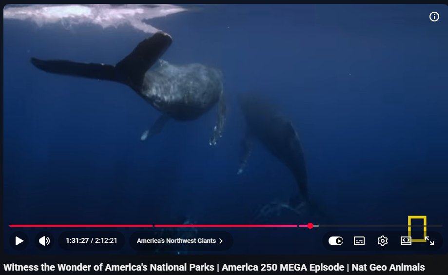 leo1721's tweet photo. There is a new NAT GEO Animals episode that came out where they call a group of american west coast whales "The American Northwest Giants" 

They say that they are able to swin over 10,000 miles which is the biggest distance for mammals

https://t.co/eWGzvaZwod https://t.co/yxAIj4bmkl