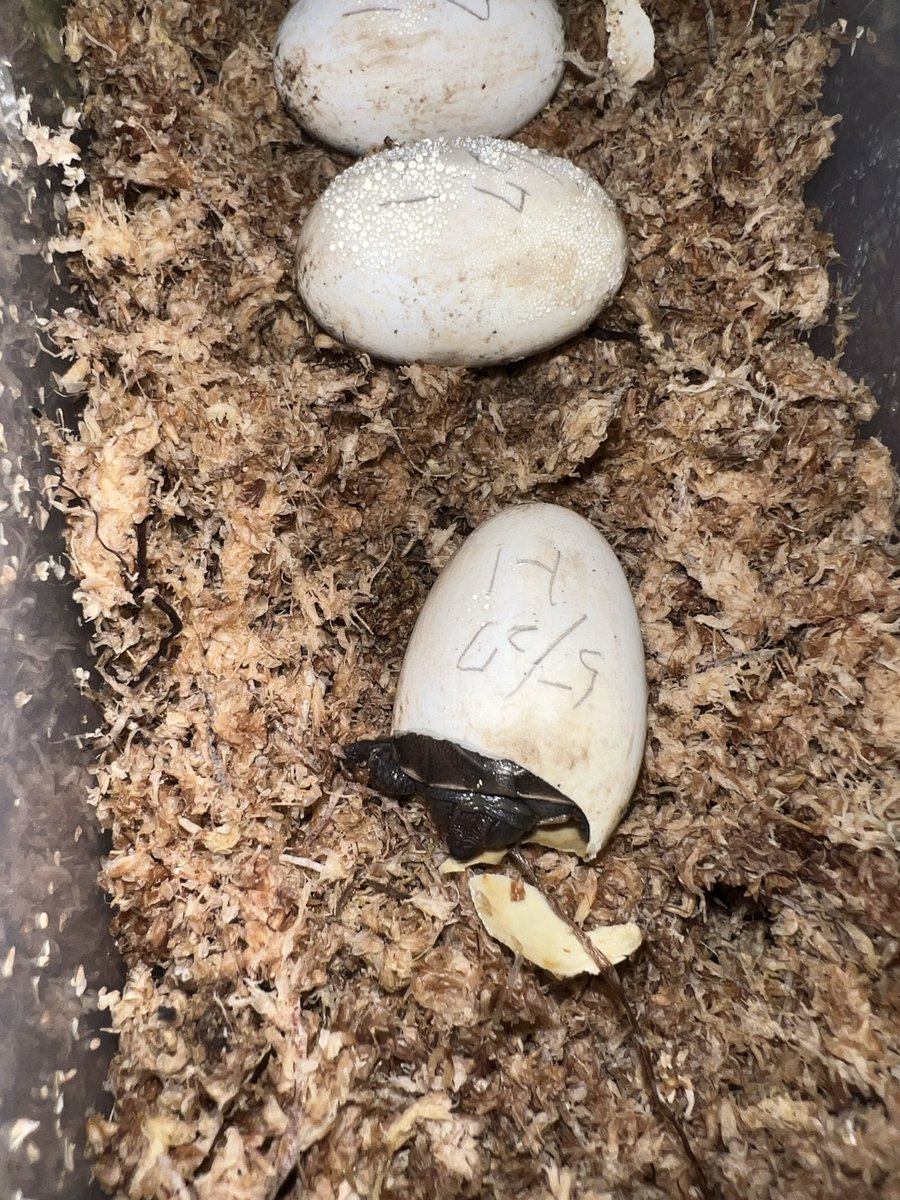 _7Fuku's tweet photo. キボシも1クラ目出揃い🐣
トウブも顔を出し始めました😊

#キボシイシガメ
#トウブハコガメ https://t.co/ldV5hcXKRc