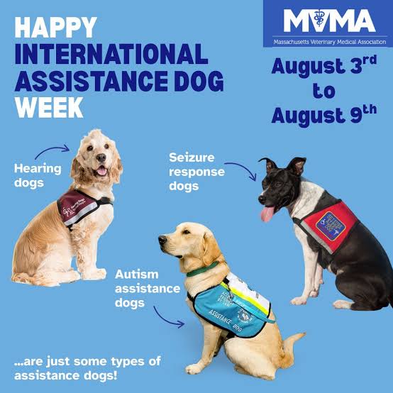 MyFourLeggedKid's tweet photo. They help the blind, deaf, disabled, Veterans, Children and more.  Dogs do it all for us and this is their week. Thank you Lord for your beautiful DOGS.  And we would be grateful to have you who share our love for animals to "LIKE"-FOLLOW" and Share our platforms. https://t.co/7GU8irQZVb and https://t.co/zgqusHlgmJ   Thank you.