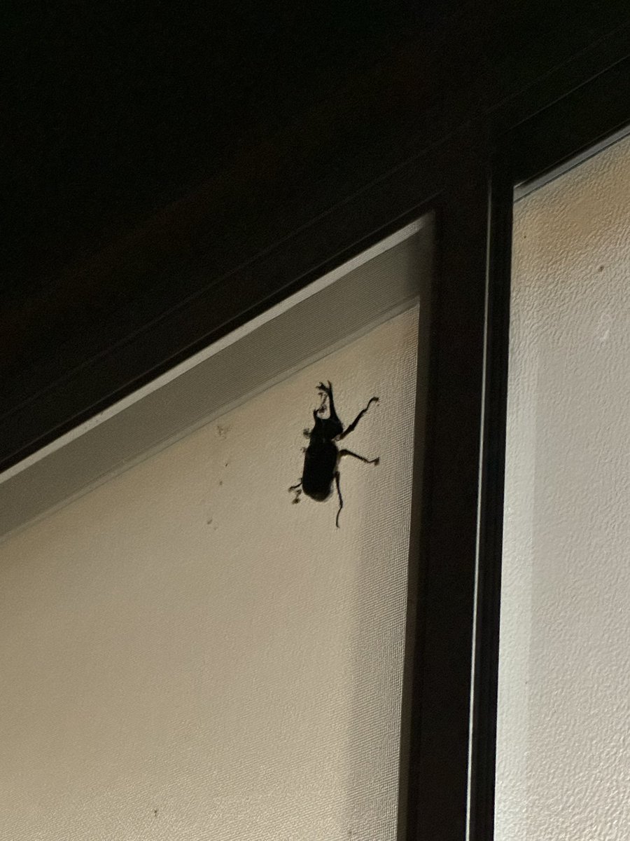 nataku_rocha's tweet photo. ブォンブォンうるさいなぁと思って外に出てみたら網戸にカブトムシいたわ https://t.co/wwtxVsnJ1l