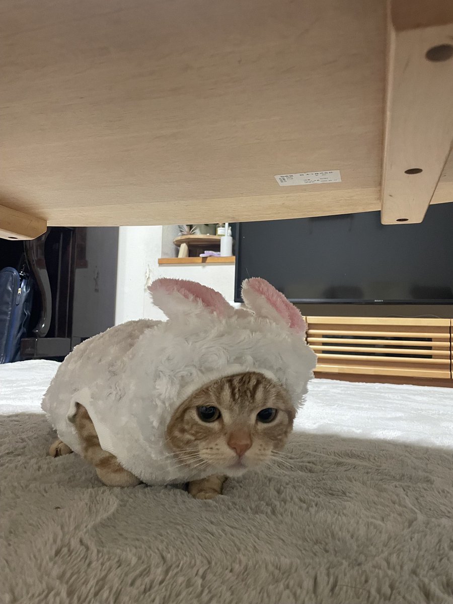 Makeup_nnm's tweet photo. うさぎの3年前ので左の最近だけどかわいい https://t.co/StzF4OeeH8