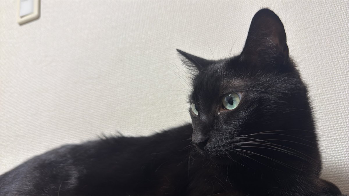 ssm_464646's tweet photo. ネルくん。

#黒猫 https://t.co/BgeHEx0eGZ