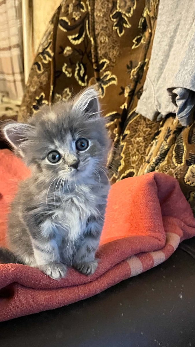wowcats_ua's tweet photo. Кошеня дівчинка живе в алкаша, він не дає їй консерв «щоб менше ходила в туалет». На жаль, мені її не віддали. Сказали, віддадуть лише в родину. Хтось може забрати в адекватні умови? Це дівчинка, маленька. Немає ні обробок, ні щеплень. І навряд будуть 😐 Це Прилуки, але можу придумати, з ким передати у Київ. 
Телефон сусідки 0992547649. Або пишіть мені в особисті.