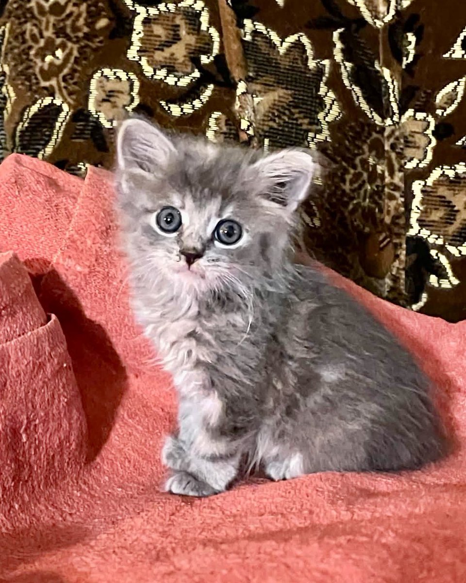 wowcats_ua's tweet photo. Кошеня дівчинка живе в алкаша, він не дає їй консерв «щоб менше ходила в туалет». На жаль, мені її не віддали. Сказали, віддадуть лише в родину. Хтось може забрати в адекватні умови? Це дівчинка, маленька. Немає ні обробок, ні щеплень. І навряд будуть 😐 Це Прилуки, але можу придумати, з ким передати у Київ. 
Телефон сусідки 0992547649. Або пишіть мені в особисті.