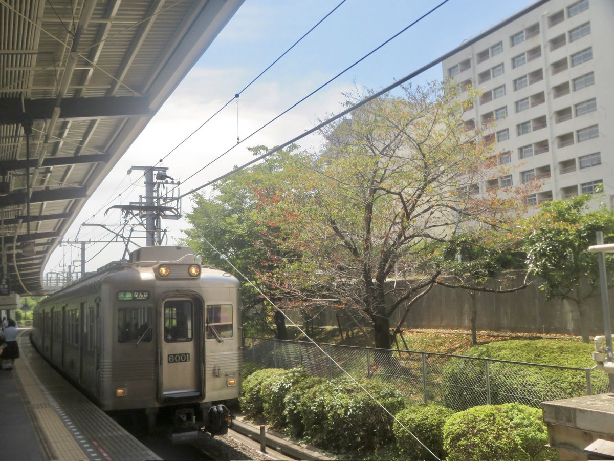 kito223R201's tweet photo. 知らぬうちに8月に入り💦💦
1発目はお休みだったので泉北6001f....

青い種別"準急行"がよく似合ってます☺️
泉北線ならではなの独特な光景、昭和な光景も残りつつ、、ニュータウンを駆け抜ける最古参の姿がよく映えます♪ https://t.co/HSK4fWG9rM