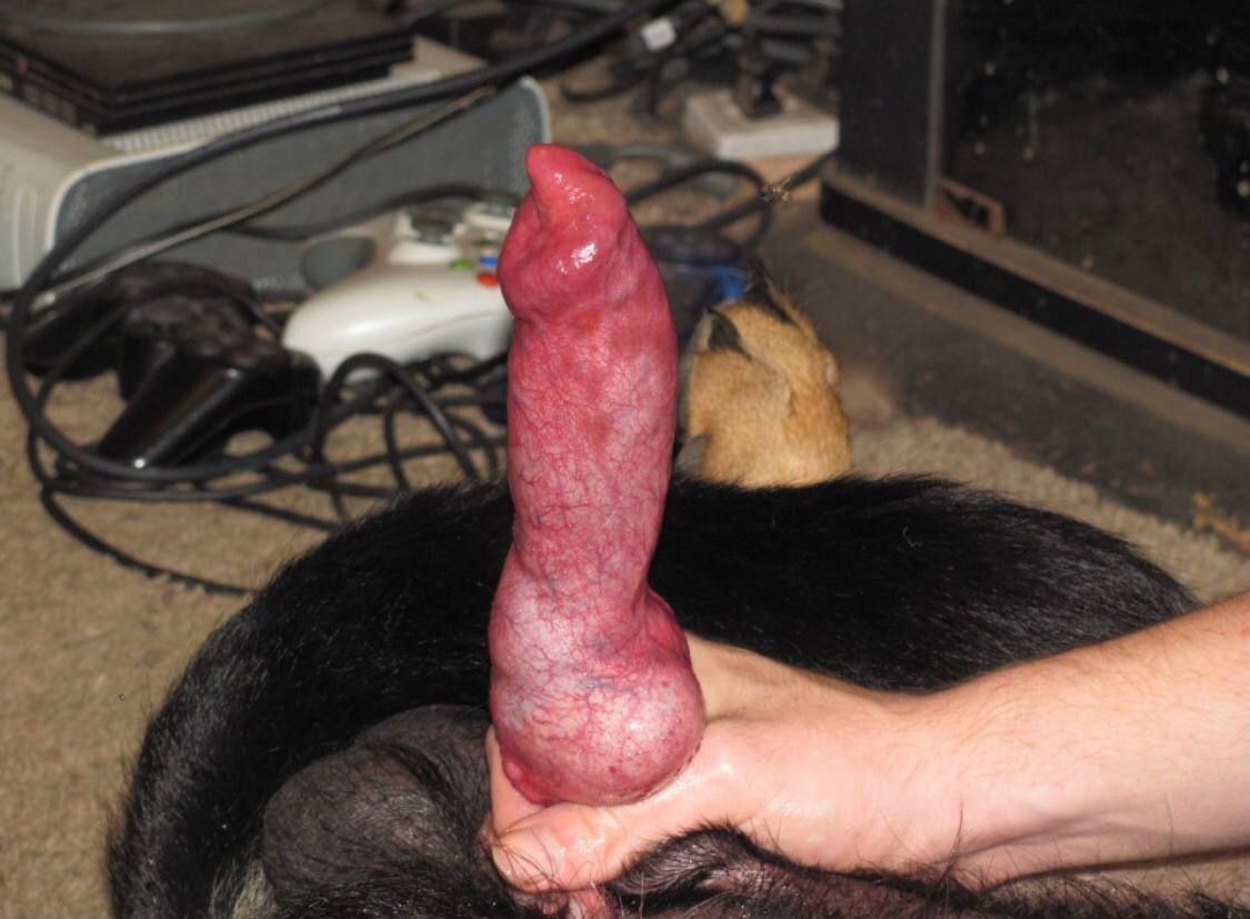 Anna6lii's tweet photo. Feeling the warmth of his cum in me is such a great turn on 😉❤️🔥🐾
Full video is just a dm away ❤️🐕 
Your best knotty model 👑🔥💯🤤

https://t.co/DJRYLdCDI6

#Dogknotting #Beastiality #zoophilia #sexy #pussy #cum #Doglover https://t.co/cziWGuHVwg