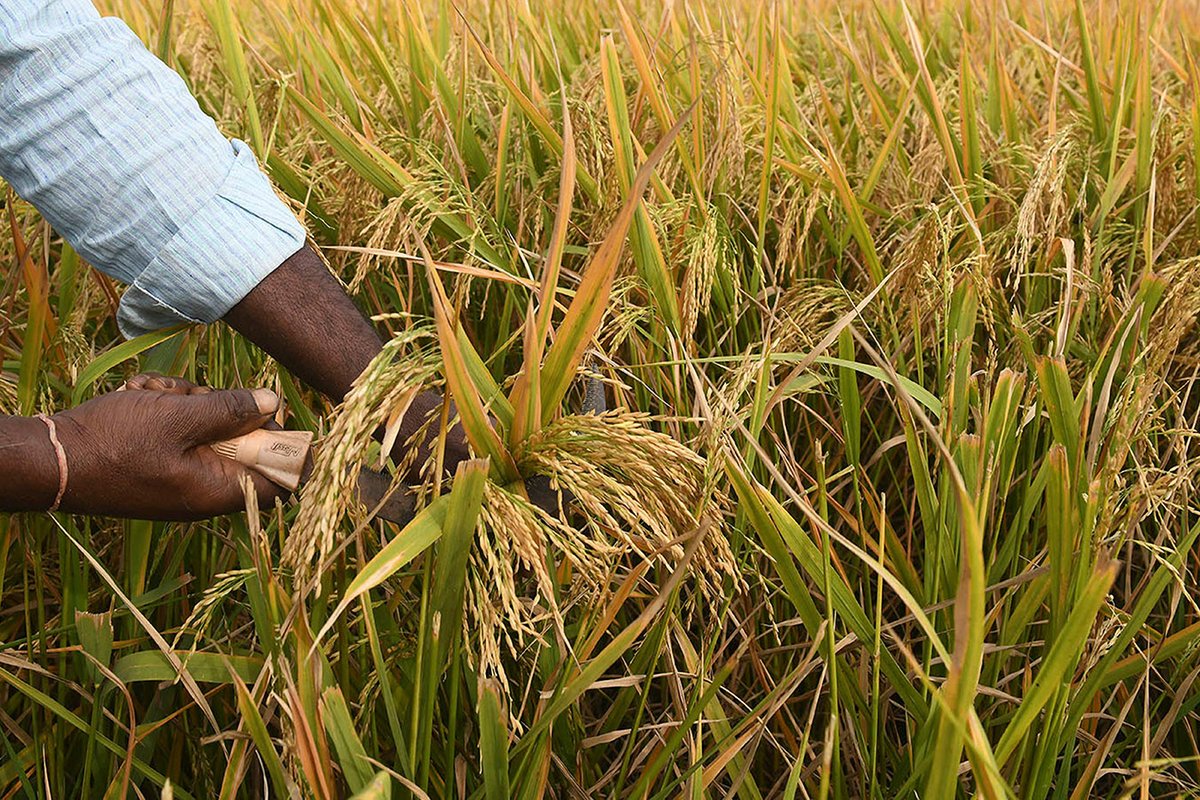 UNALOficial's tweet photo. #SíSomos ciencia que protege los cultivos.

La UNAL identificó cuatro bacterias de la raíz del arroz que podrían frenar el añublo bacteriano, una enfermedad que puede destruir hasta el 80 % de las cosechas.  

Conoce la investigación: 👉https://t.co/E1Nbn7m70u https://t.co/ik4r89uPg5