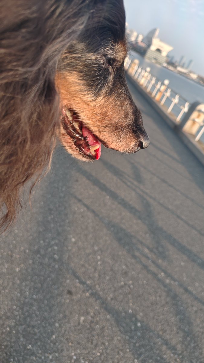 toshi23812's tweet photo. 今日は早朝散歩、山下公園へ
5時半前には着いたものの、犬連れ多し
＋ランナー🏃で、公園の人間比率の90%以上を占めてた😳
6時になろうかという頃には、ジッとしてても汗ばむくらいの気温💧
今日も暑くなるなぁと思いつつ帰宅
15時半ころ再び出かけようと車エンジンONしたらこれ😱

#ダックス https://t.co/Nfy6iLWeoi