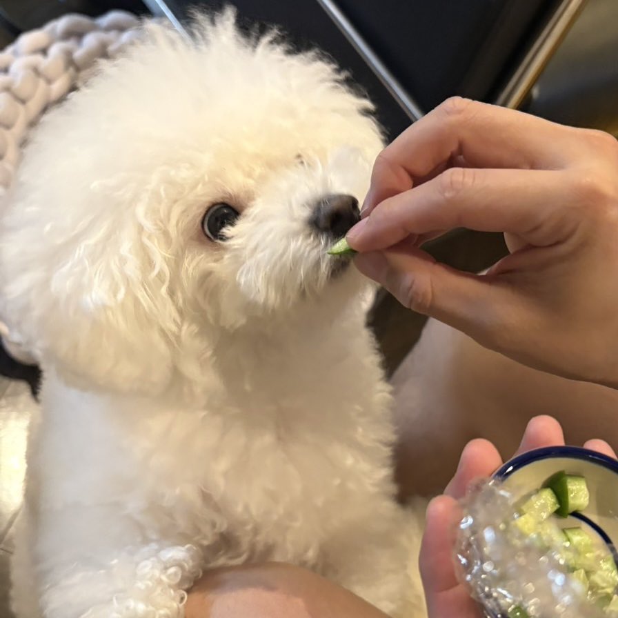 hkr_jgimsld's tweet photo. ほちにきゅうりあげたら美味すぎて目ん玉ひん剥いてた https://t.co/xjVTA5kLVr