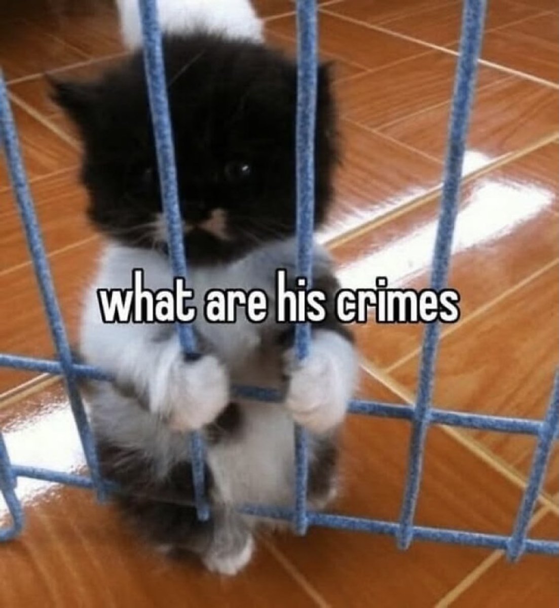 catsbeiingcats's tweet photo. https://t.co/XKsyUEKwhI
