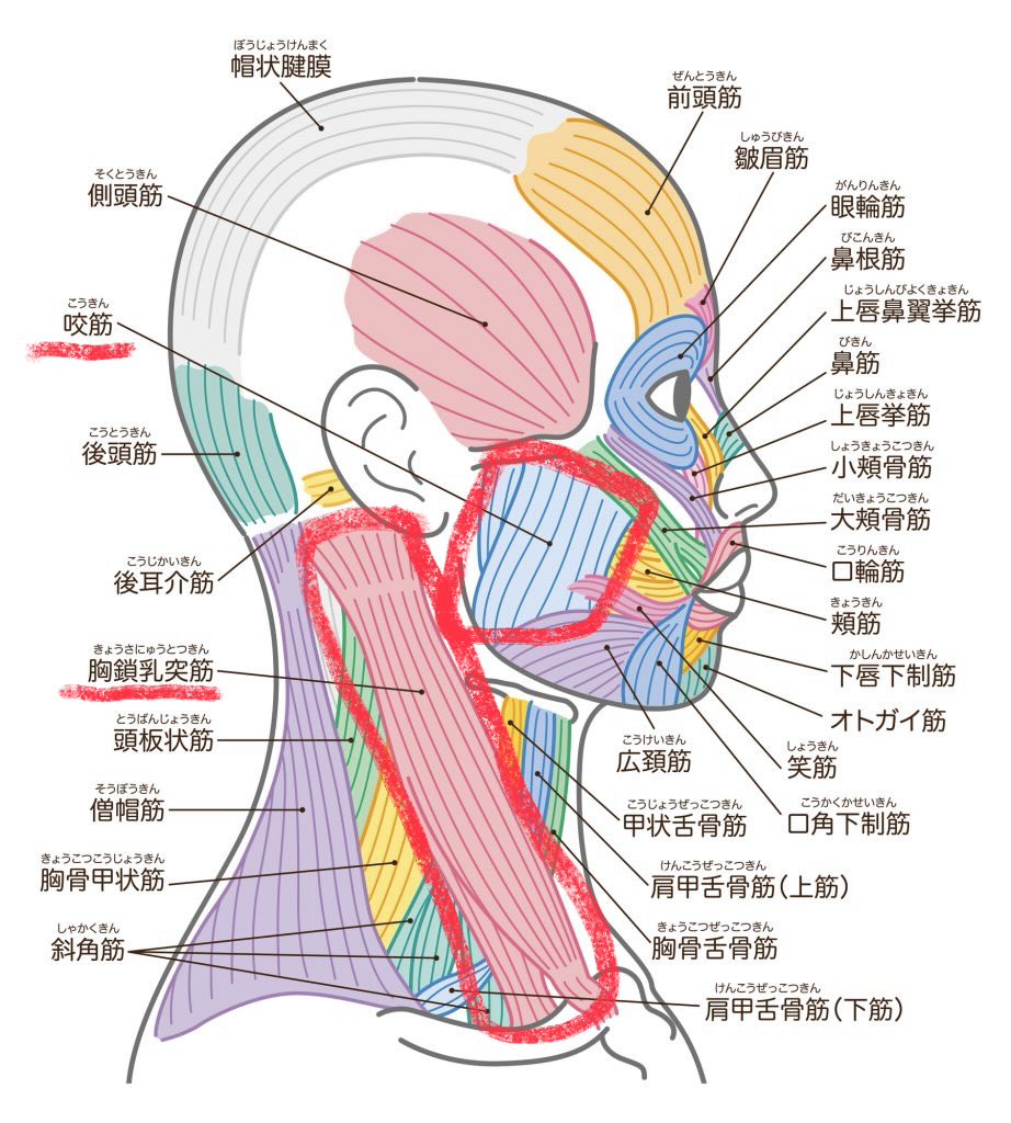 mmm_mycom's tweet photo. medicube美顔器のEMSモードの
使う場所メモ📝（小顔ケア）

EMSモードで、咬筋と胸鎖乳突筋（付け根辺り）をほぐすイメージで使う🙆‍♀️

■エラの張りの原因→咬筋
■首筋を綺麗に見せる→胸鎖乳突筋
※首のラインが出てすっきりとした印象になる https://t.co/k25op2l1si