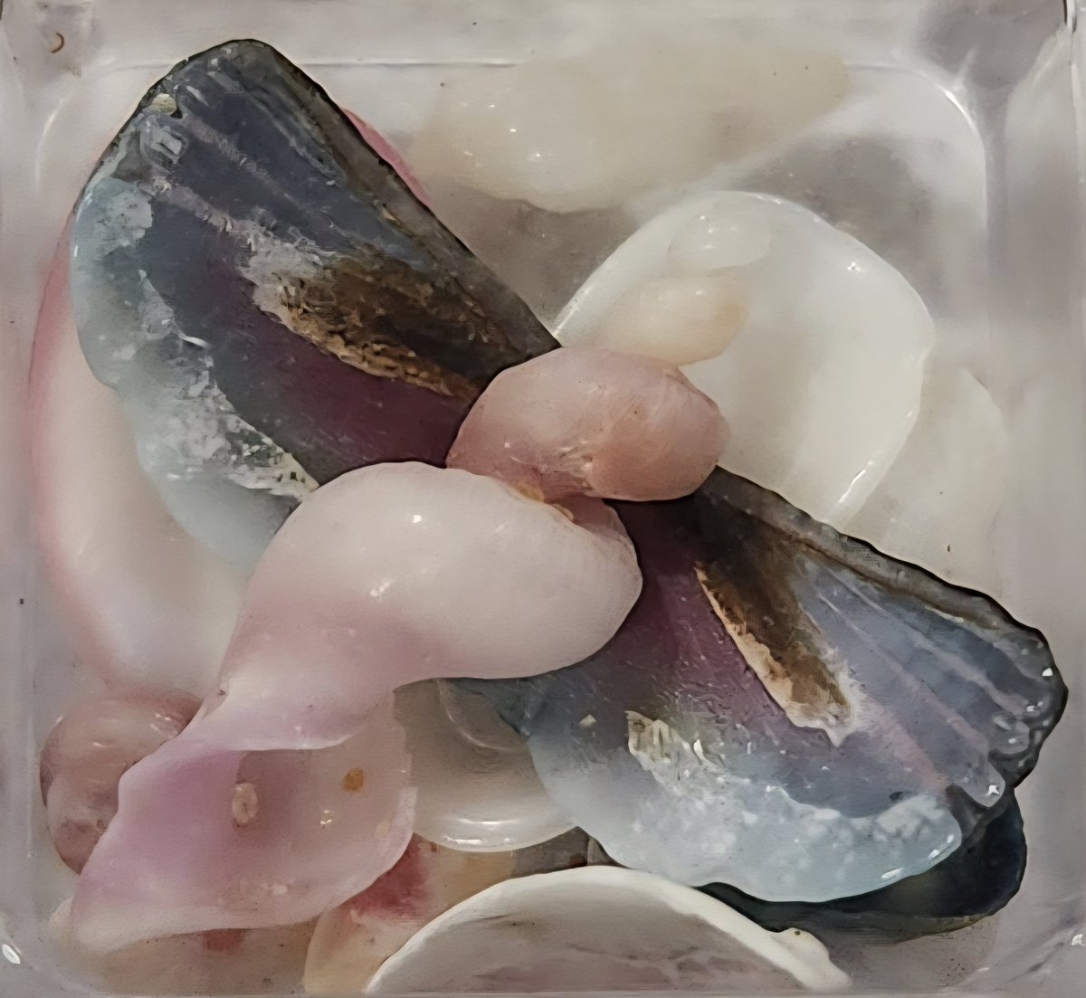 leesyloyal's tweet photo. No thoughts, just millions of tiny shells.
🐚🌊☀️

#shells #shellcollecting #beach #Sunday #selfcare #family https://t.co/GJxj4idtdX