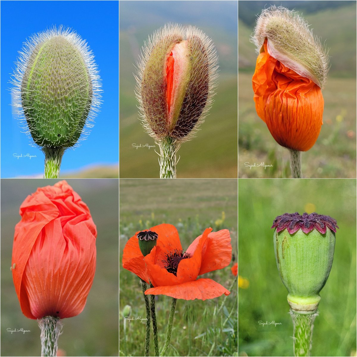 SajadAlipour98's tweet photo. Papaver orientale
Urmia, Iran
June 2026
Elevation 2000m
#papaver https://t.co/gCoOspFVvt