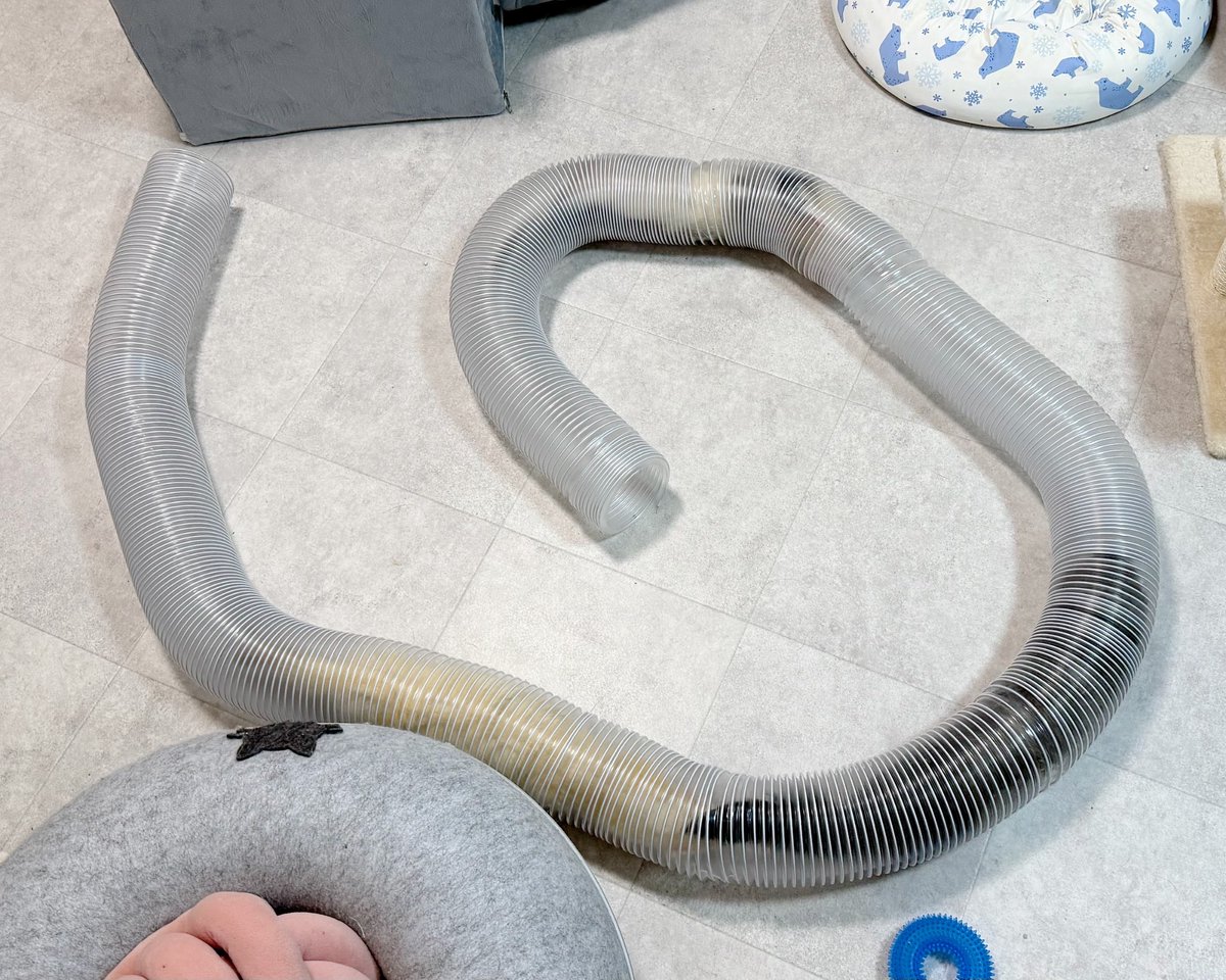 3pi2k3's tweet photo. 市販のフェレット用透明トンネルだと秒で破壊されるから集塵機用のフレキシブルホースにしてみたらとてもよかった
今回買ったのは内径100mm、7mのホース
ビニールが分厚くてめちゃくちゃ丈夫
破壊するのは相当難しいと思う
端はテープ等で処理した方が良さそう
トンネル内の透け具合は動画みたいな感じ
#フェレット
#ferret