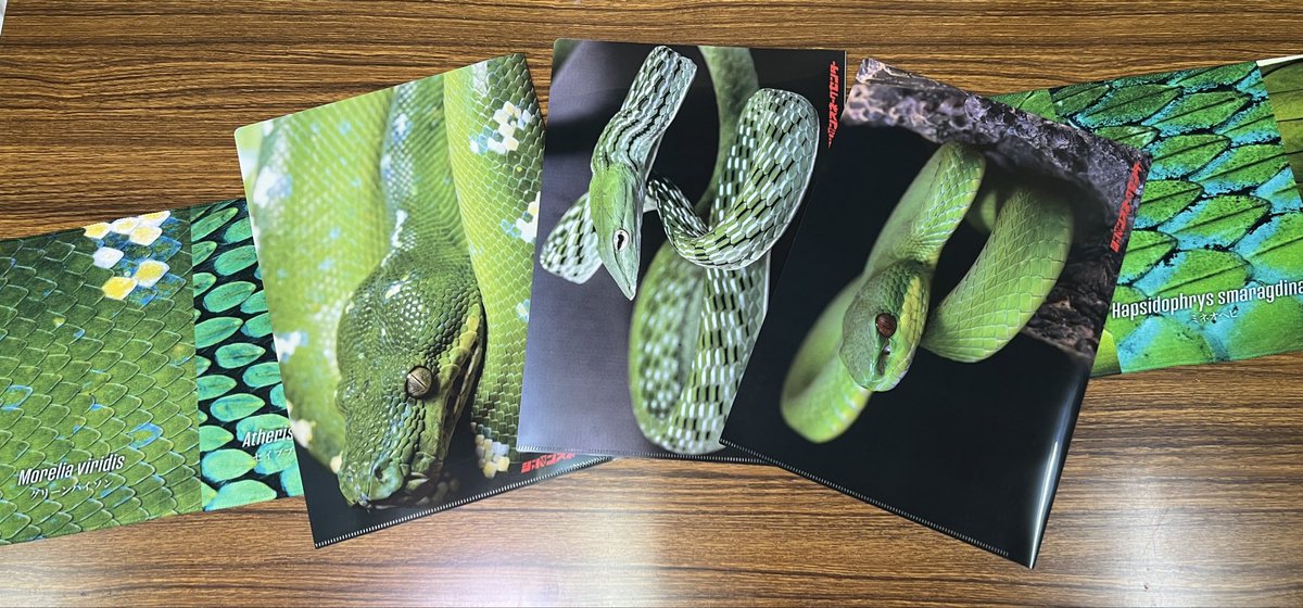 Hebiken_JSC's tweet photo. \\ 2026年夏☀️新グッズ & 展示情報追加！//

HPの2026年夏休み特別展 & SPイベントページに、展示生体情報と新グッズ情報を一部追加しました。

今回は『鱗』にフォーカスを当てたグッズが発売！完全新作のマフラータオルにMedu-chanアクリルスタンドなどなど…新グッズのリリースおよび等身大Medu-chanパネルの公開は、8/8(土)からとなります！

イベントスケジュールは現在製作中のため、出来上がり次第アップいたします。

詳細は下記より↓
https://t.co/bwvuRGIi13