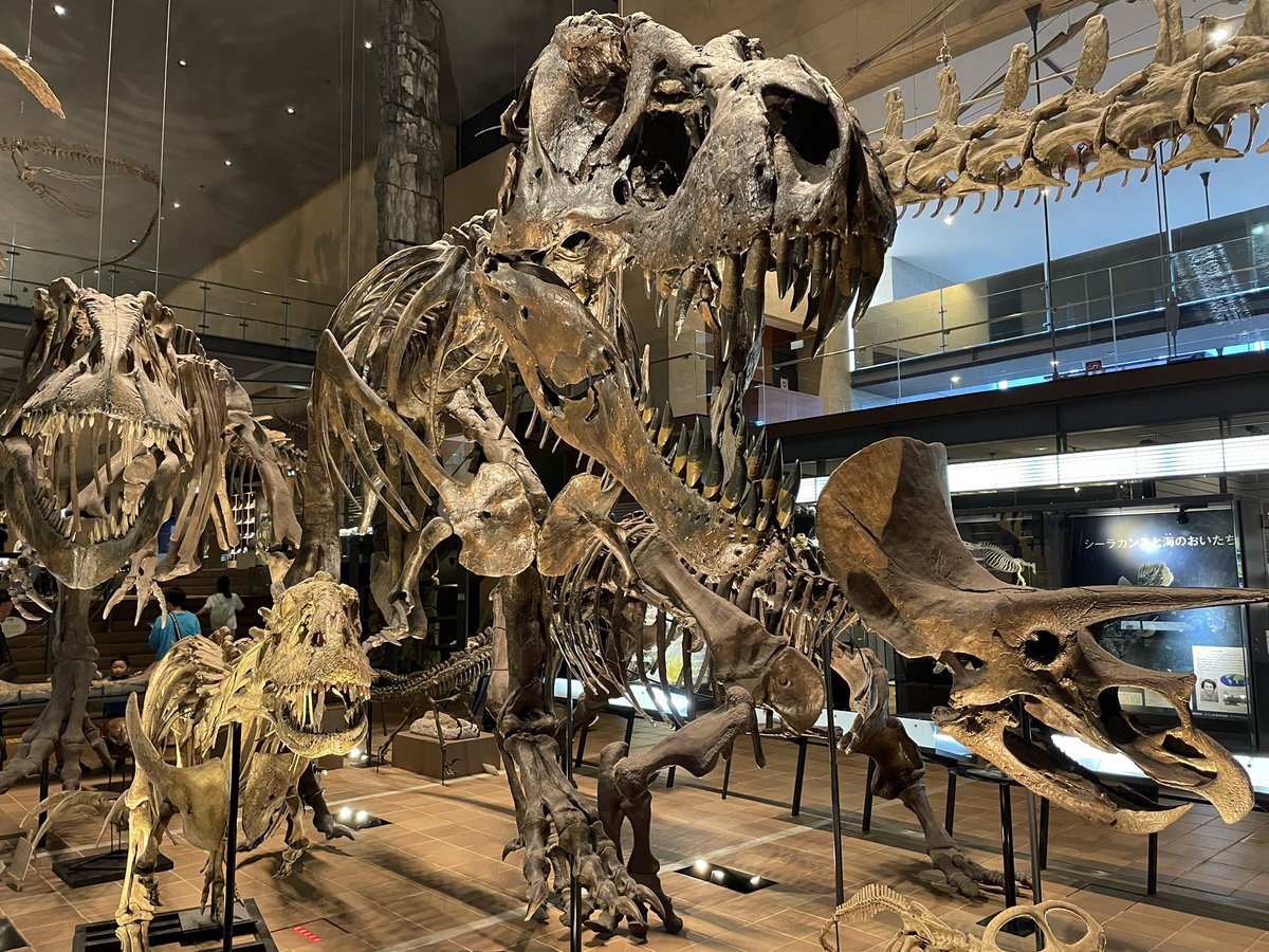 MTRcoffee's tweet photo. いのちのたび博物館に、
恐竜🦕観に行ってきたんだけど、博物館美術館巡りを流し目で見てしまう自分ですら、見入ってしまったな🦖

子供にとっては、良い経験させれたし、
パウパトロールの映画見てからの恐竜🦕観に行くのは良い組み合わせやと思う🐶 https://t.co/z067jZHsE5