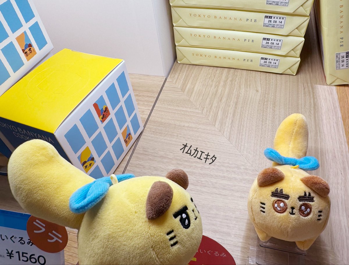 yuru_r___'s tweet photo. 昨日はラテのお迎え💫💫💫
ほかの子より少しむちっとしてて、それもまた可愛い🫶✨
またおともだちが増えたね〜🌱

#東京ばにゃ奈
#ぬい撮り https://t.co/iHhUoWQt1c