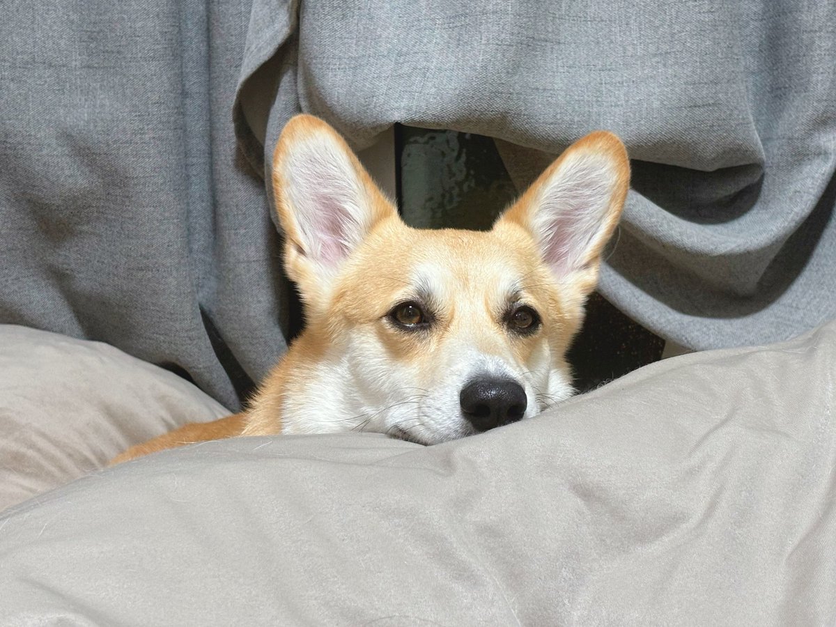 Corgi_Hanpen's tweet photo. じっ https://t.co/dFzQNgAivb