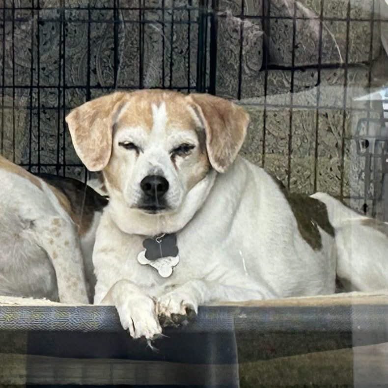 TriBeagles's tweet photo. Adoptable senior beagle of the day-Polly! https://t.co/Pde4sFaV6g https://t.co/qB0K2FcYjB