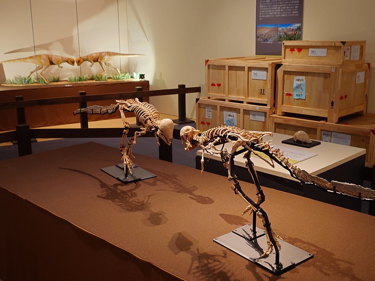 TK010_2018's tweet photo. 大恐竜展行ってきました🦖
ジュラ紀・白亜紀の環境やそもそも恐竜とは？、という話、更に発掘・研究についてや目玉のザヴァケファレについて、と盛りだくさんでした✨️
あと見覚えがあったタルボサウルスが昨年訪れたたんば恐竜博物館のもので久しぶり〜、ってなりました😆
#大恐竜展
#福島県立博物館 https://t.co/cBPRwVprDl