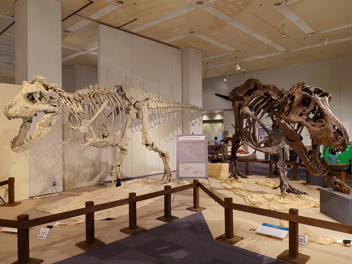 TK010_2018's tweet photo. 大恐竜展行ってきました🦖
ジュラ紀・白亜紀の環境やそもそも恐竜とは？、という話、更に発掘・研究についてや目玉のザヴァケファレについて、と盛りだくさんでした✨️
あと見覚えがあったタルボサウルスが昨年訪れたたんば恐竜博物館のもので久しぶり〜、ってなりました😆
#大恐竜展
#福島県立博物館 https://t.co/cBPRwVprDl