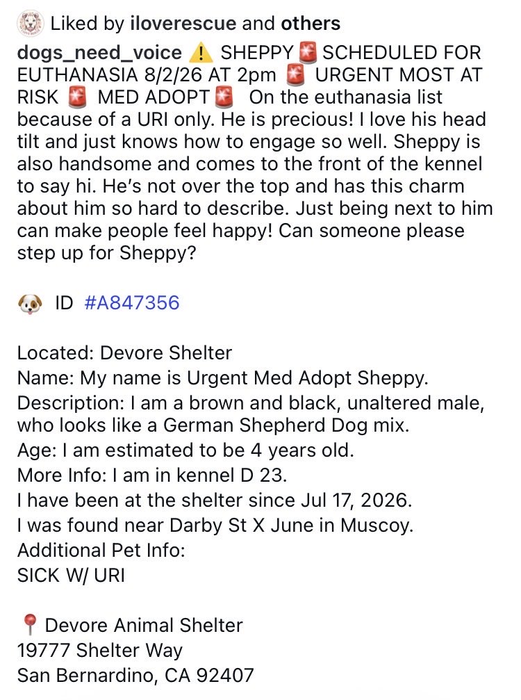 JhuRN07's tweet photo. 🚨🛟🚨STUNNING blue-eyed Sheppy is due to be killed any second now!!! 💔 PLEASE share, pledge, foster or adopt!! 

@KellyG581976179 @Iza_2021 @SabaMekaZeus @8415_n @LilaFlw @luv2laugh12 @mapleveewesem @mapleveewesem @SueGillmeister https://t.co/sy5I9AZn47