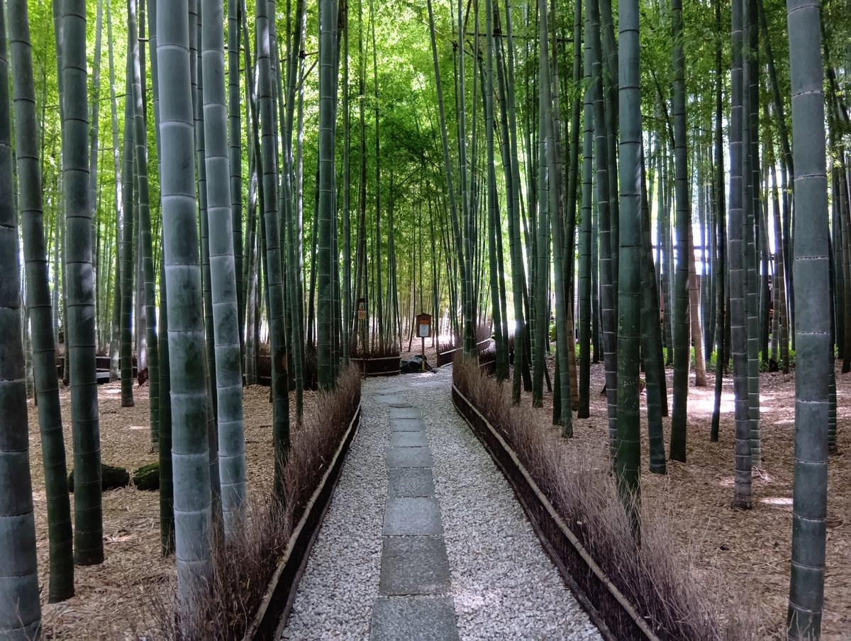 6191Beck's tweet photo. 咲太が紗良を見つけた報国寺の竹の庭です

右奥に進むと抹茶がいただける休耕庵があります

思ってたより広くなかったので、場所はすぐにわかりました

#青春ブタ野郎 
#青ブタ 
#聖地巡礼 https://t.co/XvJ5AMkUll